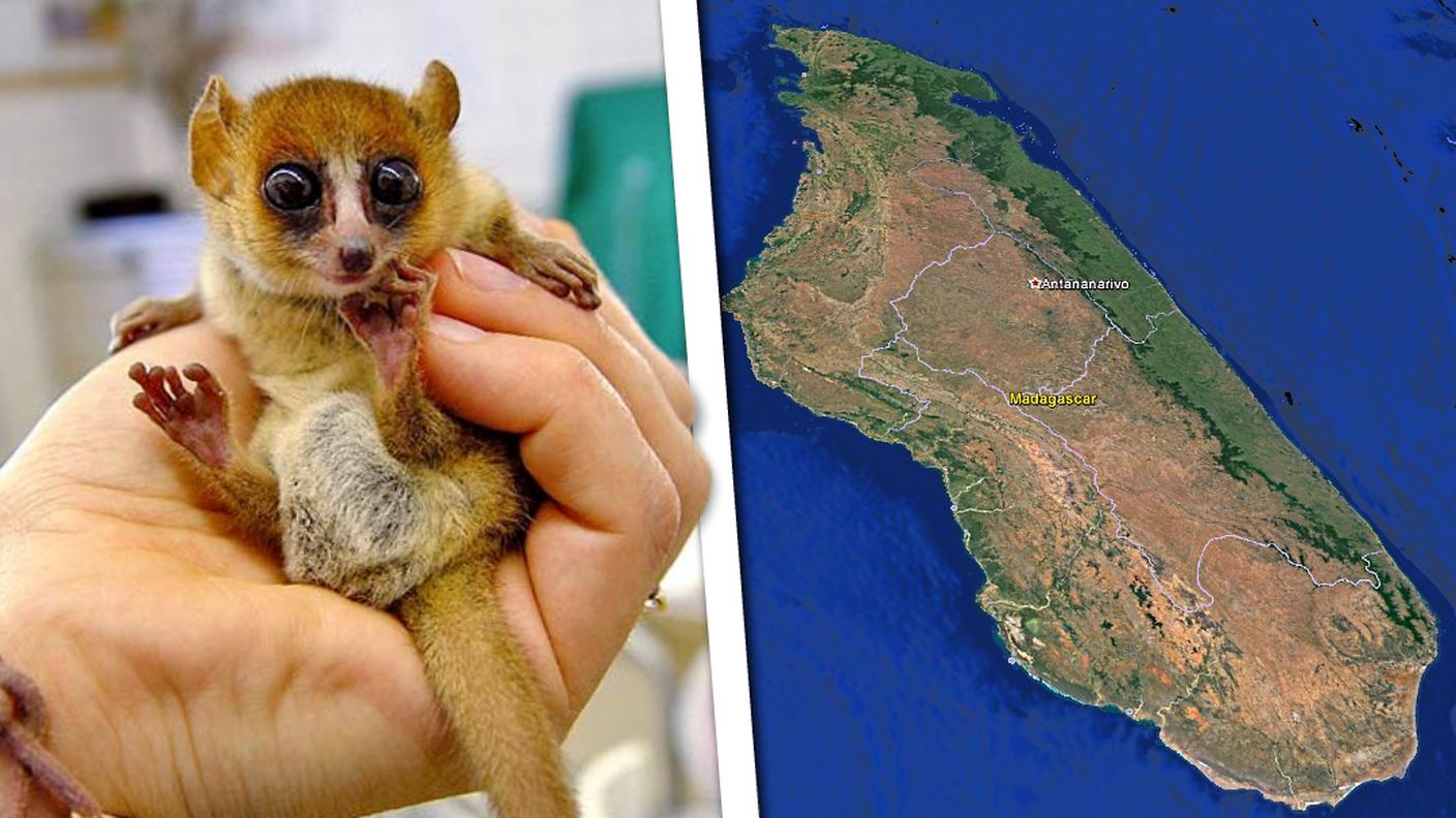 Lemuri topo, animali simbolo dell'isola: sono i primati più piccoli al mondo
