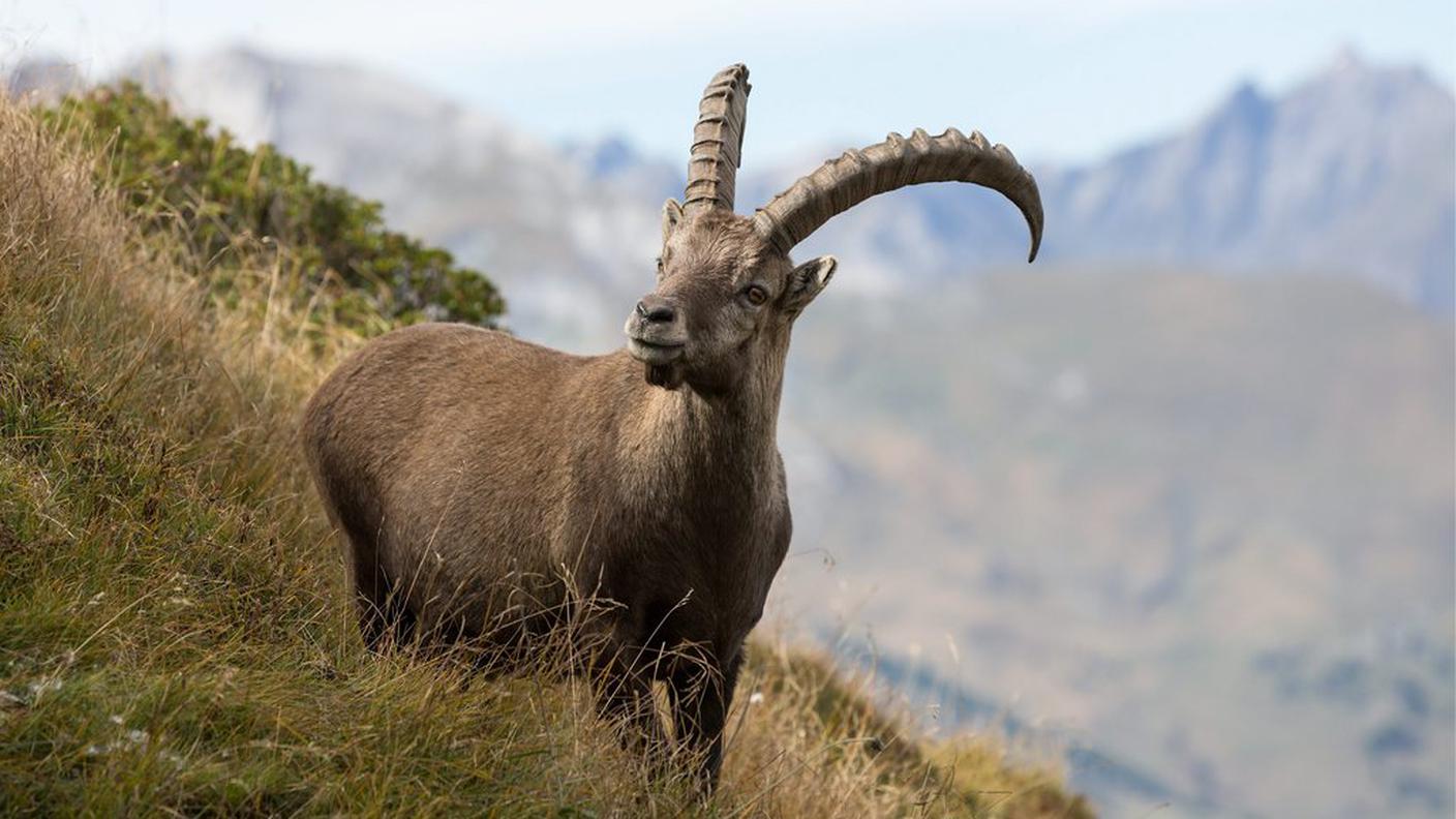 Normalmente marrone, esistono anche rari esemplari dal manto bianco