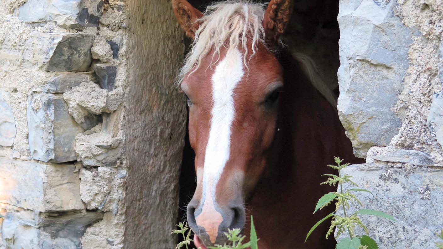 Aleesha si è persa sul Generoso