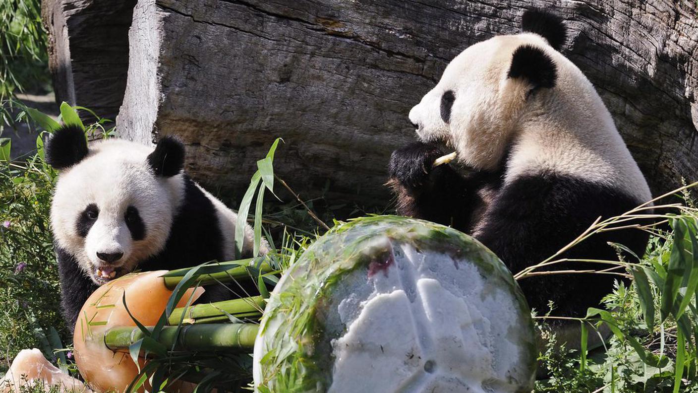 Fu Long festeggia i due anni, nel 2009, con mamma Yang Yang