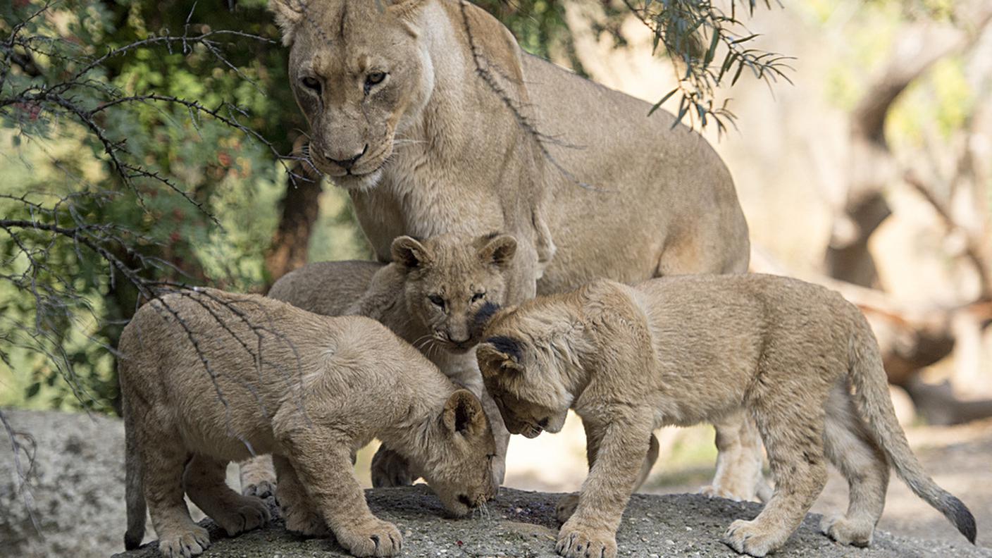 I tre fratellini sotto i vigili occhi della mamma lo scorso ottobre