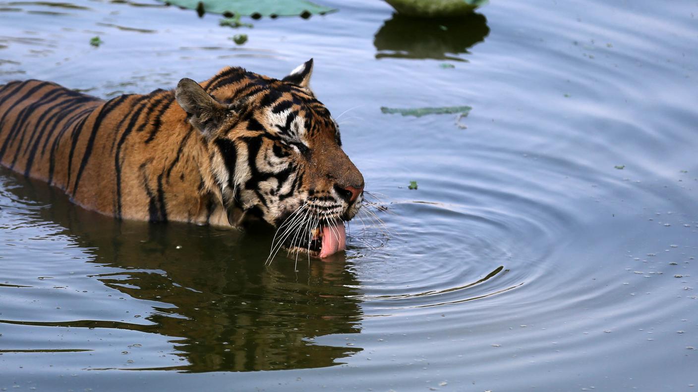 Mai feroce con le persone, Machli fu la tigre libera più anziana al mondo