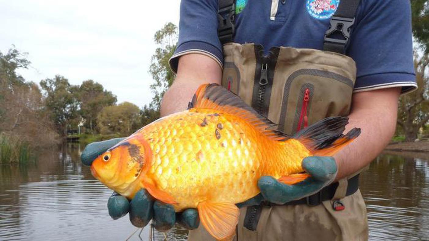 In libertà sono voraci: mangiano cibo e uova di altri animali