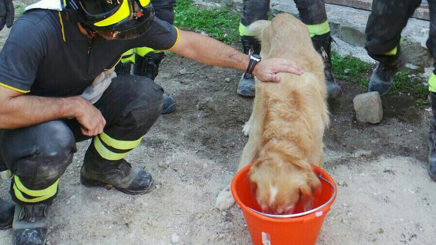 Romeo e i vigili del fuoco 