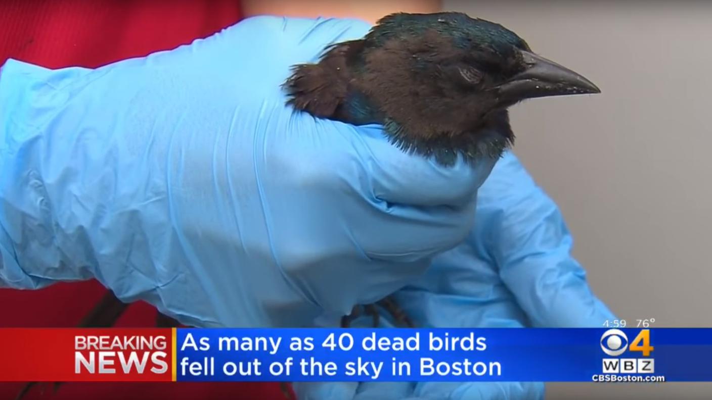 Uno degli uccelli feriti a Boston