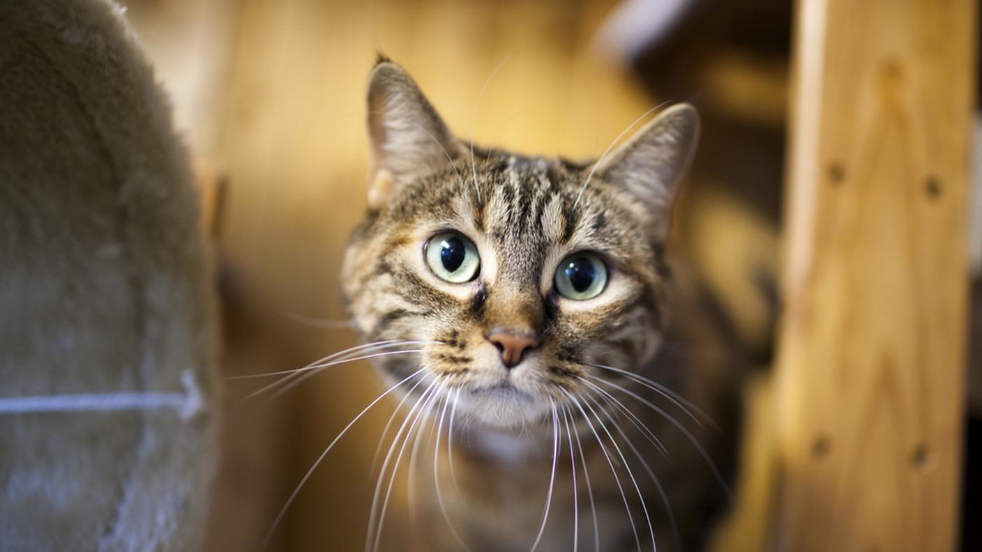 I gatti accolti sono 11'145