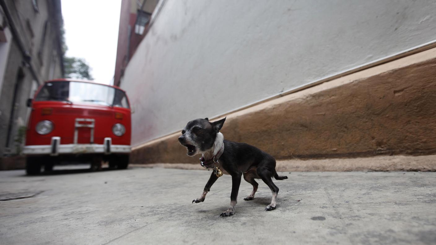 Il cane è stato ammazzato da chi è pagata per curare gli animali