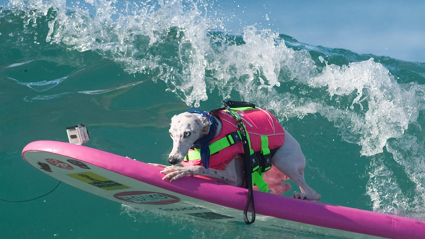 Let's surf