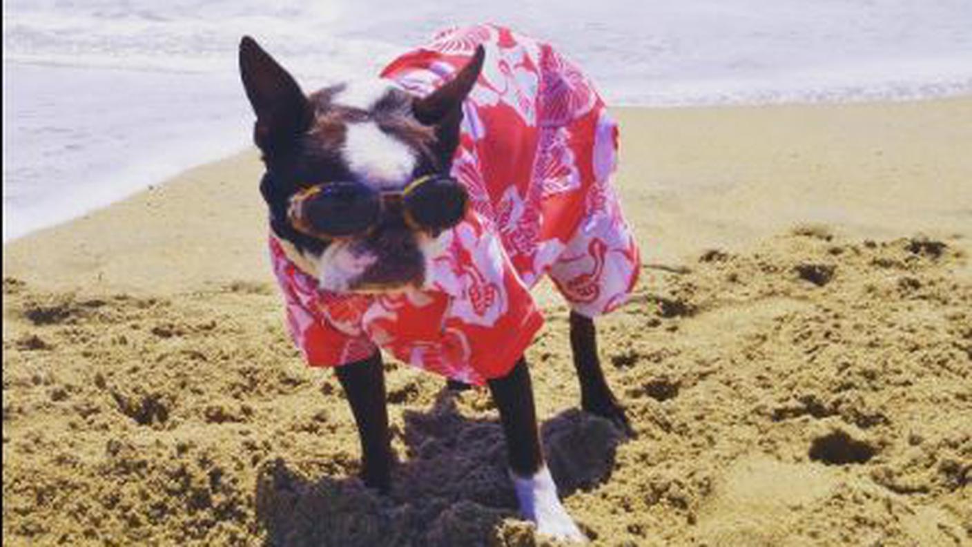 Let's surf