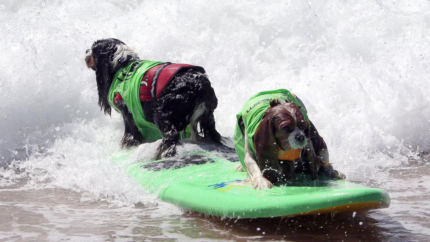 Let's surf