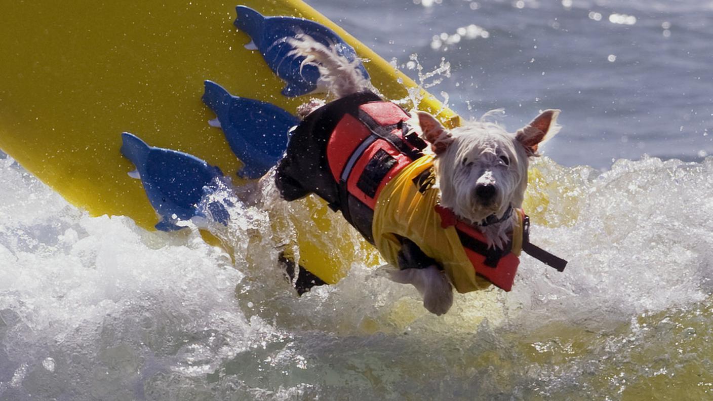 Let's surf