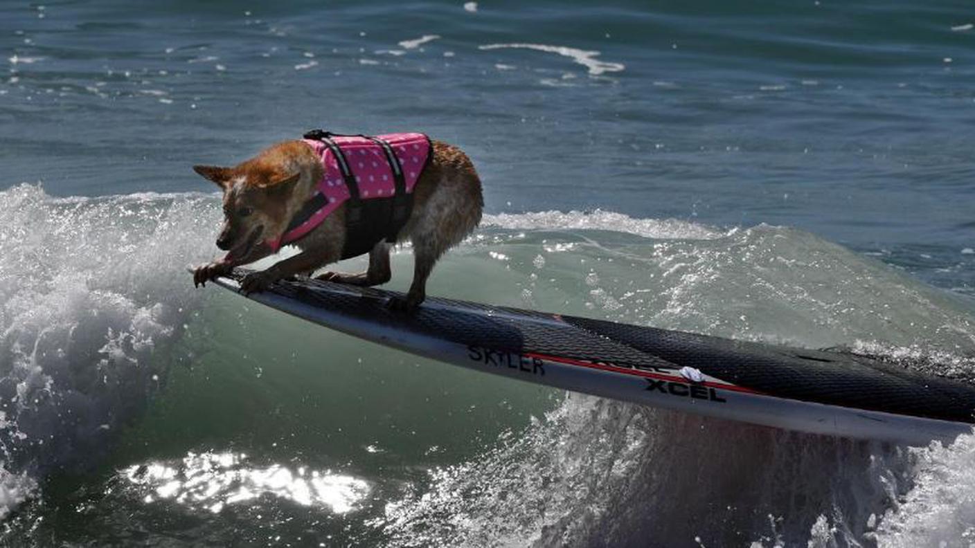 Let's surf