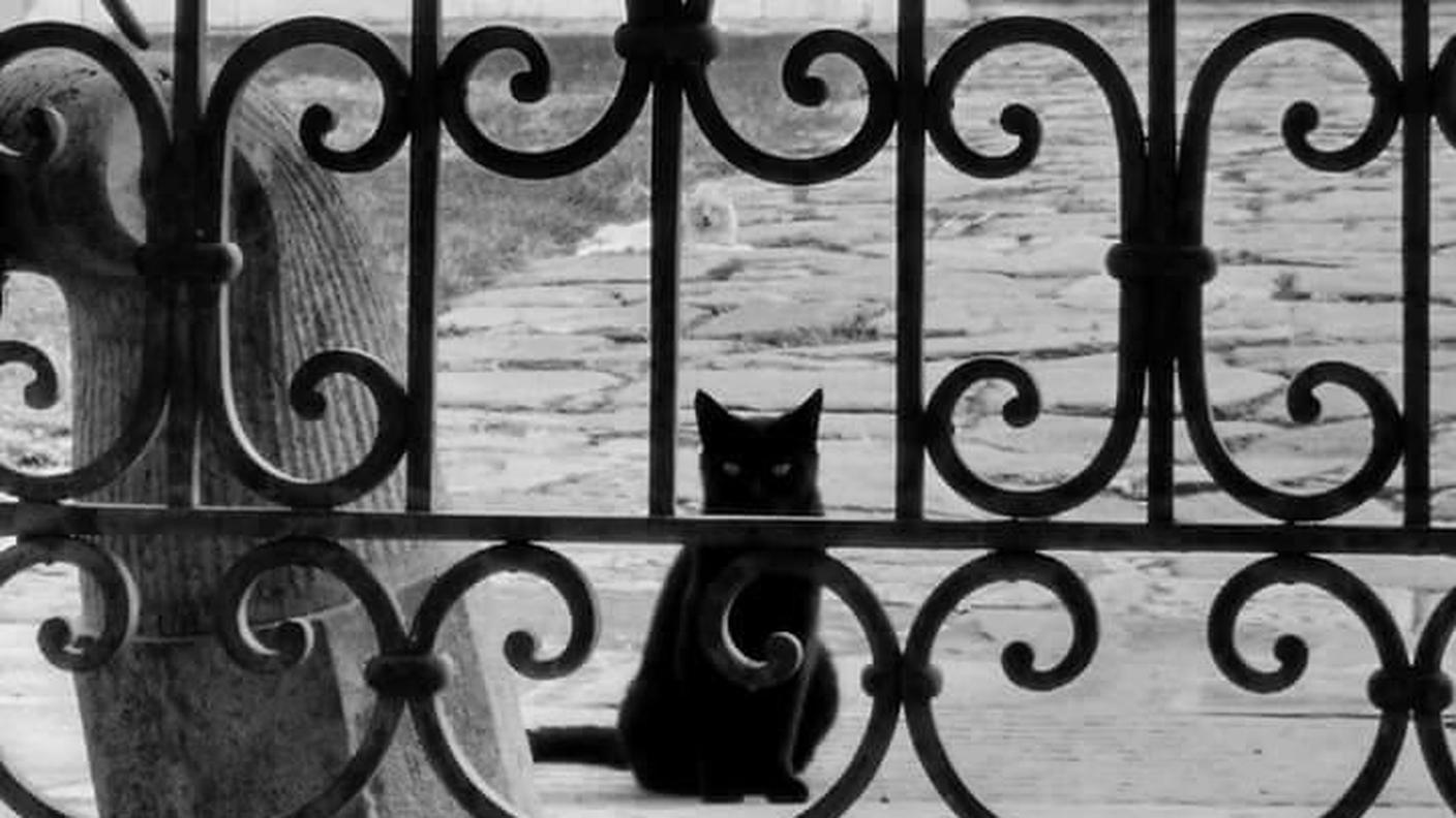 Il micio oltre... il cancello