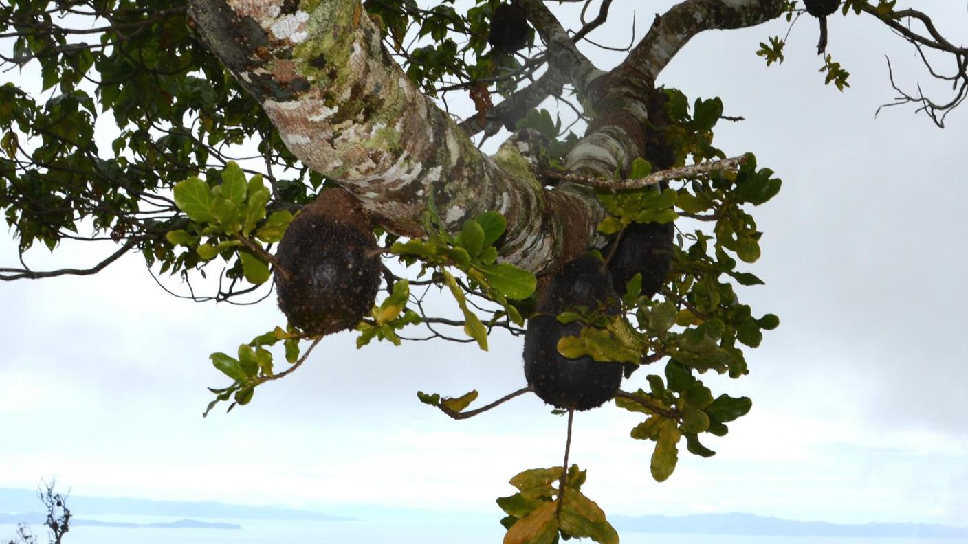 Un albero del genere  Squamellaria