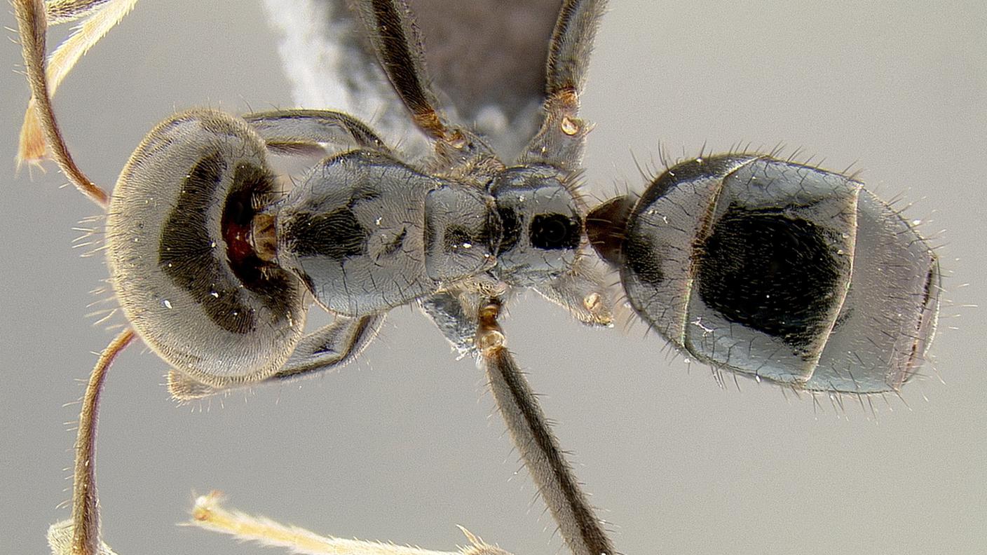 Una formica Philidris nagasau