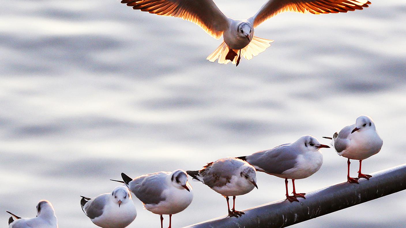 Molte più specie di uccelli di quanto previsto sinora