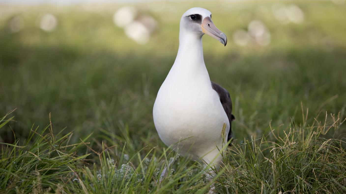 Gli albatros hanno colonizzato gli atolli di Midway, loro santuario