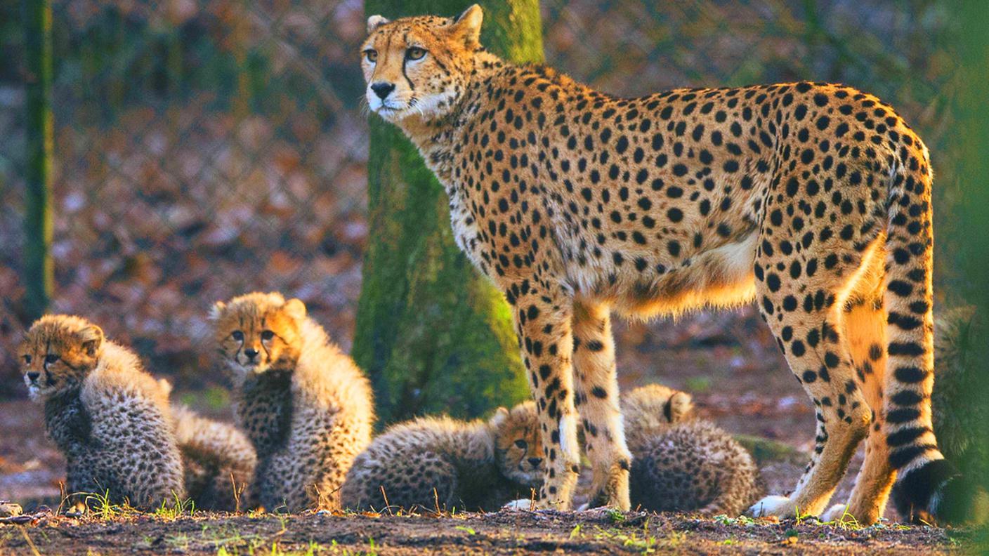 I felini sono stati cacciati dal 91% del loro territorio