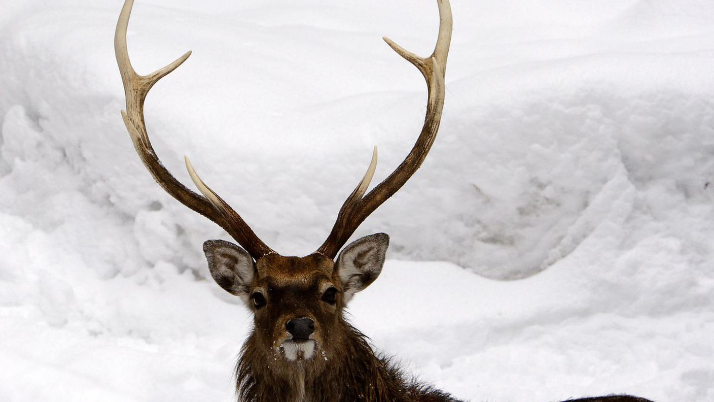 A metà del XIX secolo in Svizzera la specie era estinta 