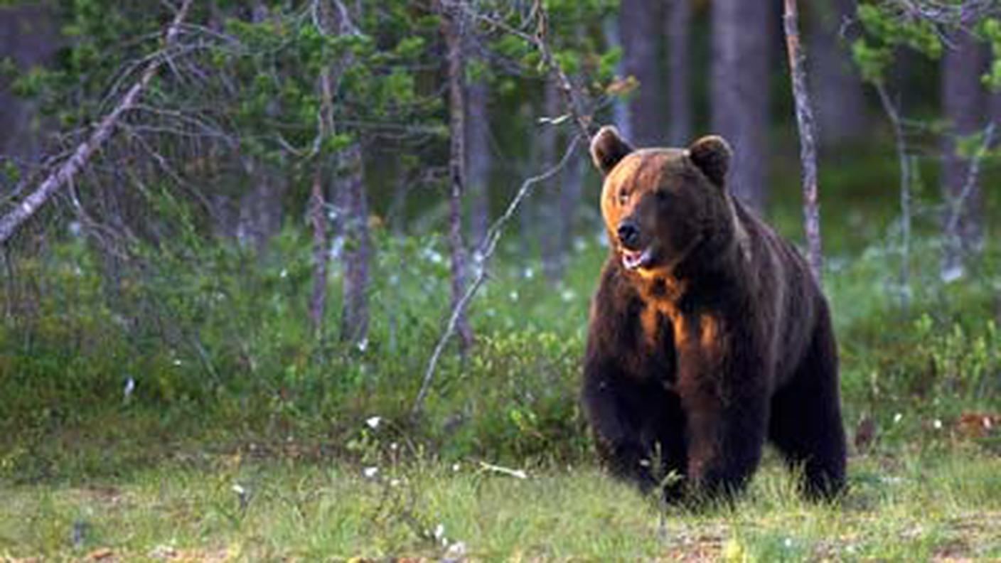 Canone di locazione per la riserva ridotto della metà per chi uccide un orso o un lupo