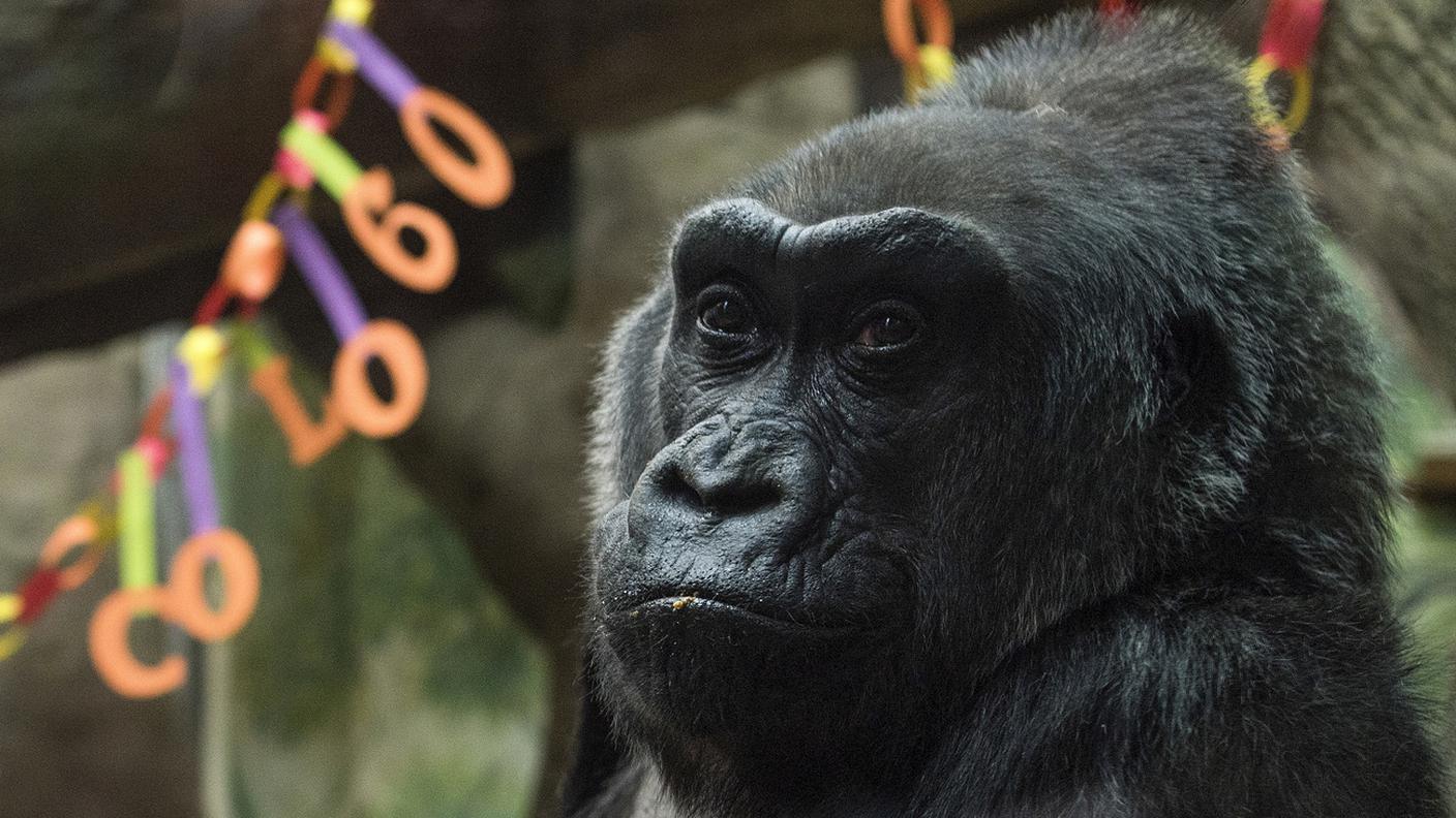 I festeggiamenti per i 60 anni dell'animale, lo scorso 22 dicembre