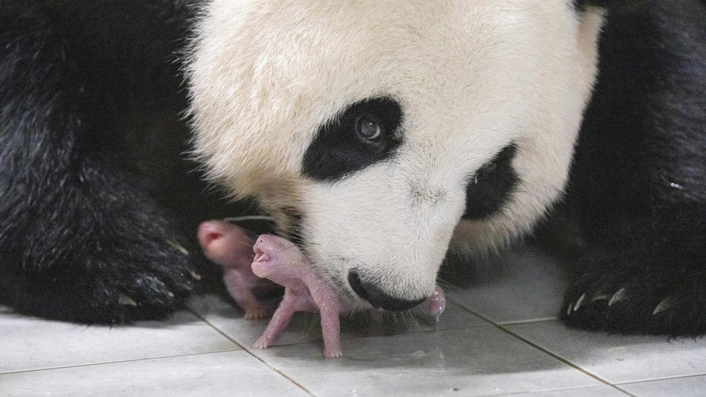 Mamma Ai Bao con i due piccoli appena nati