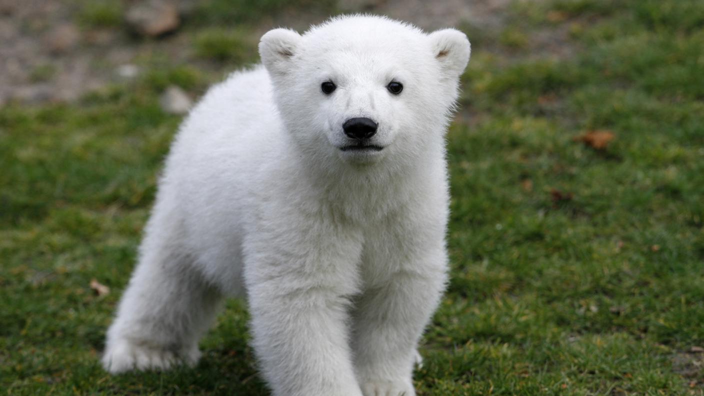 Knut da cucciolo