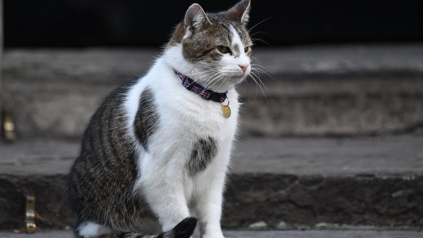 Larry, il gatto patriottico di Downing Street