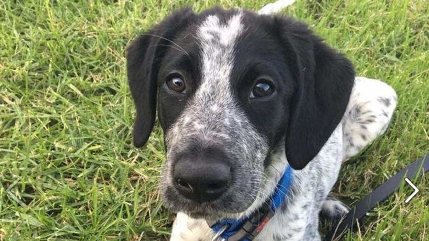 Grizz, lo sfortunato cane abbattuto dai poliziotti neozelandesi
