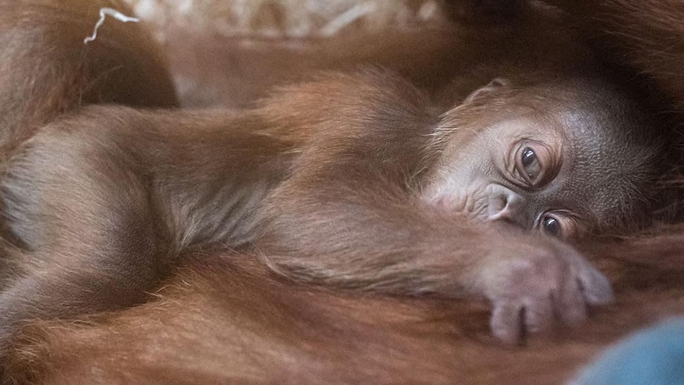 Un primo piano del cucciolo