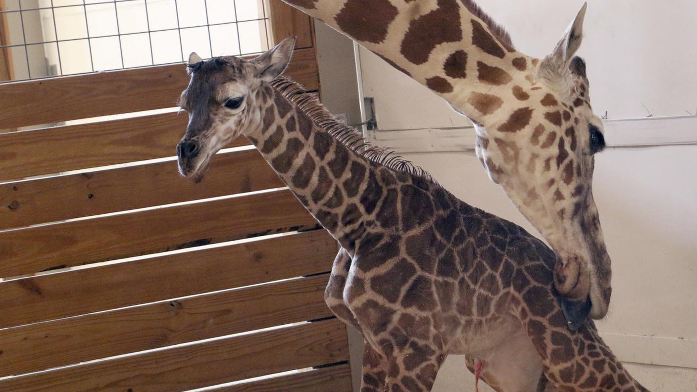 Il nome del cucciolo di April sarà scelto dai fan online