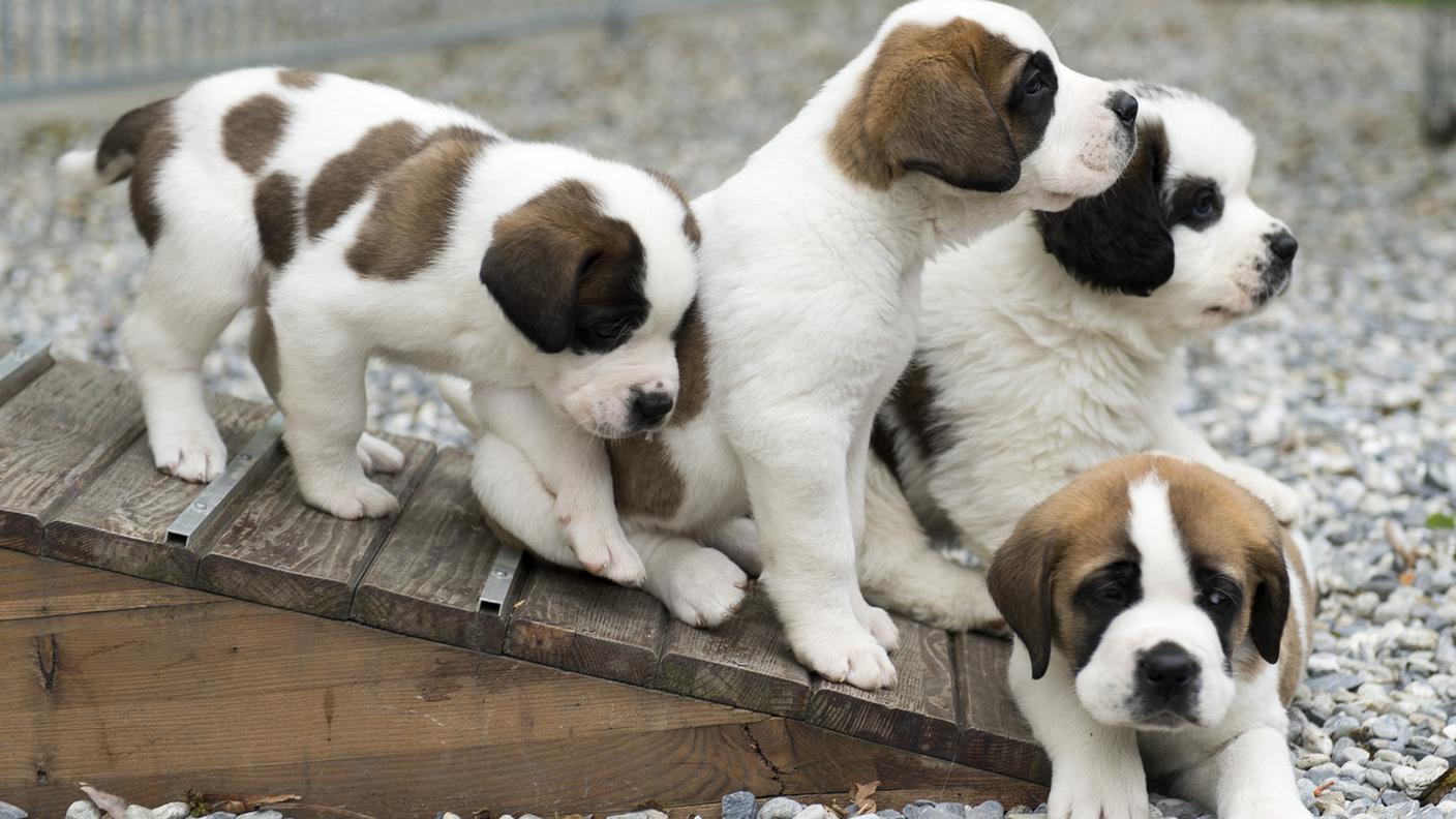 I piccoli sono nati a marzo