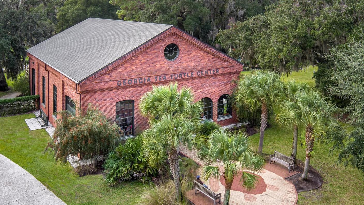 L'ospedale delle tartarughe di Jekyll Island, in Georgia