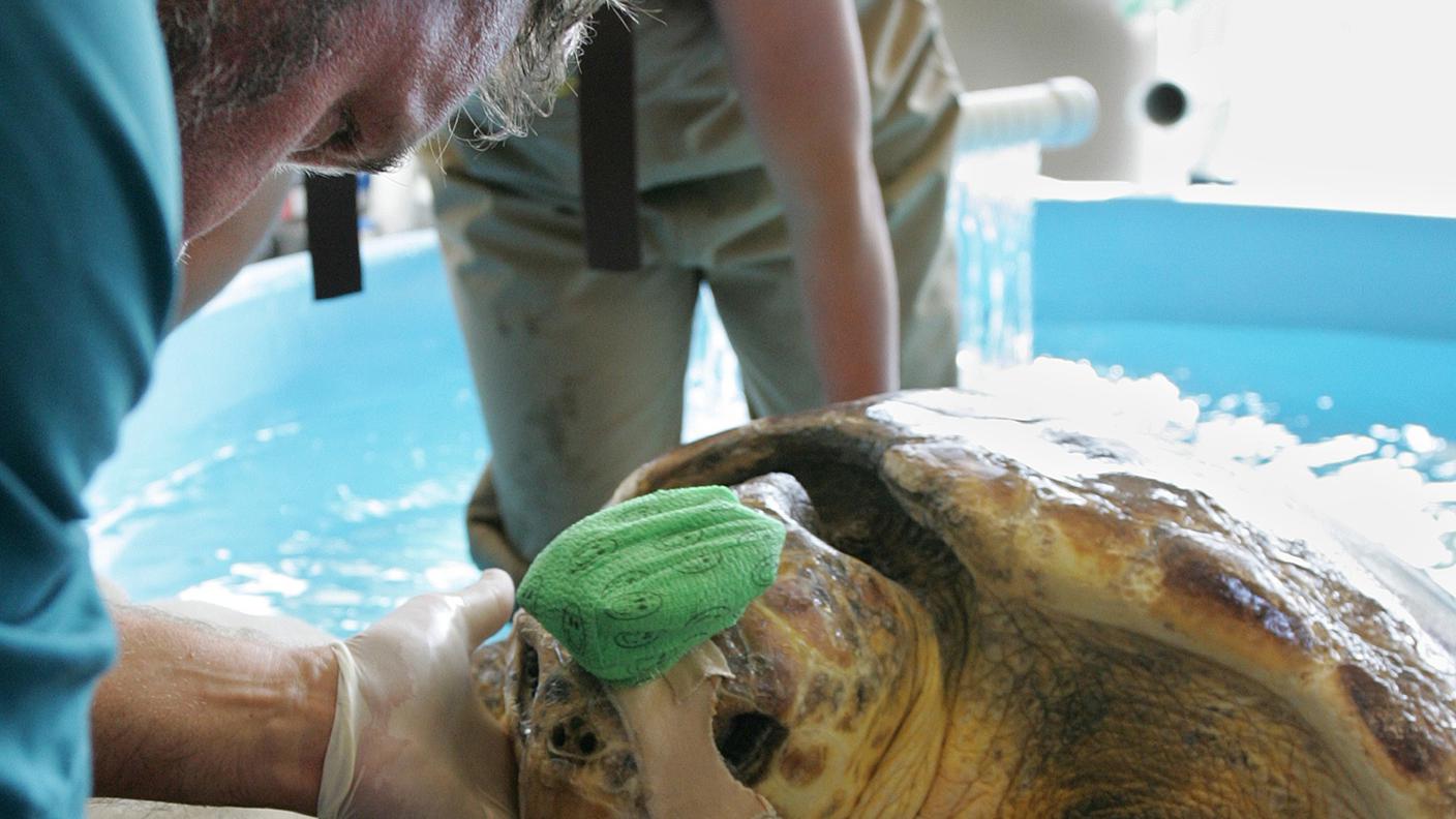 Un veterinario cura Nick, dopo che ha subito una ferita alla testa