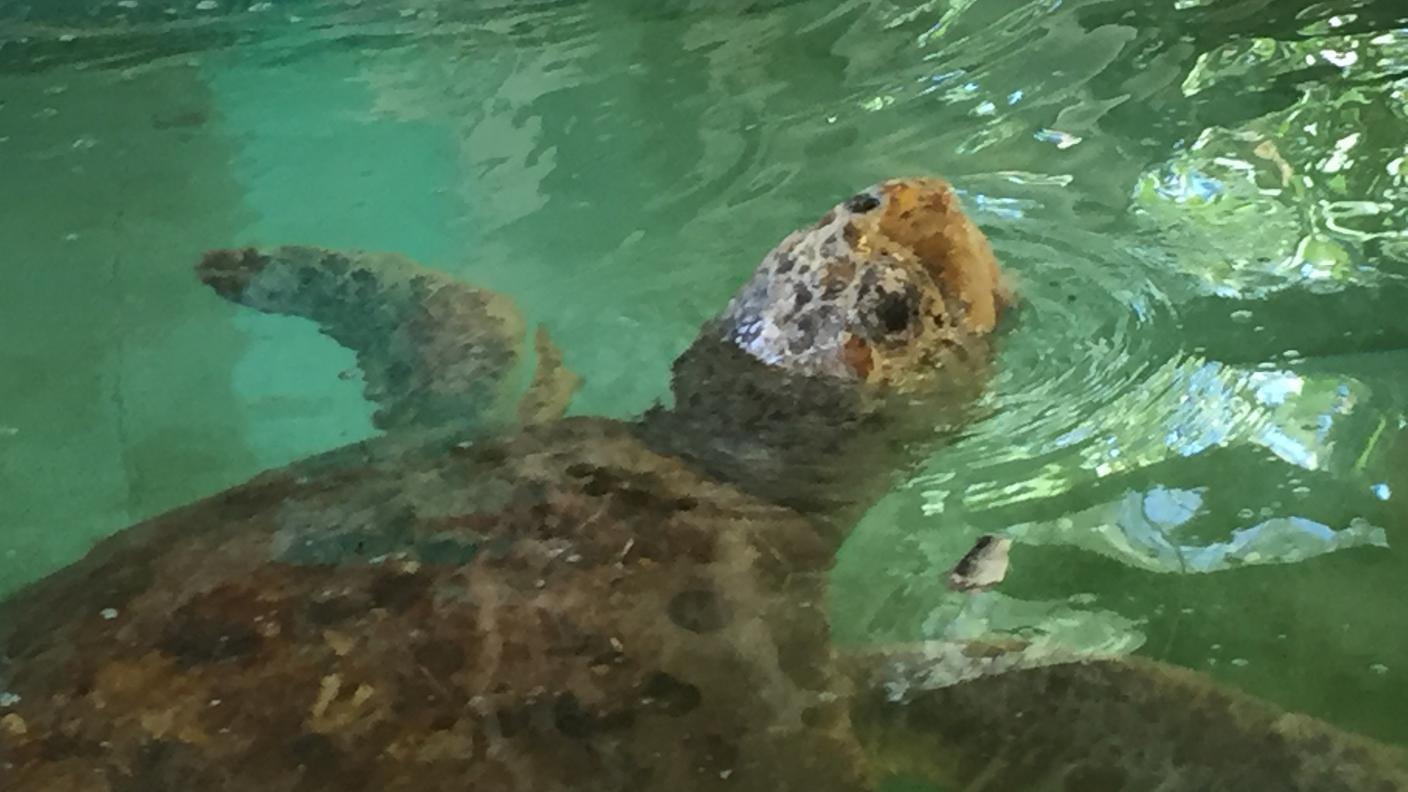 Il vecchio Delta respira fuori dall'acqua mentre porta a spasso i suoi duecento chili