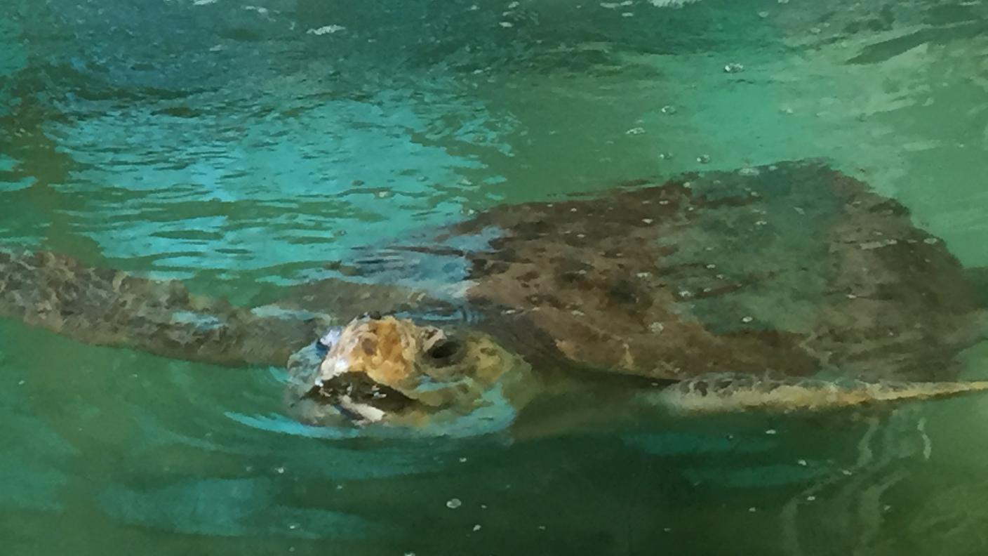 L'anziano Delta si sta riprendendo dalle ferite di un amo da pesca conficcato in gola