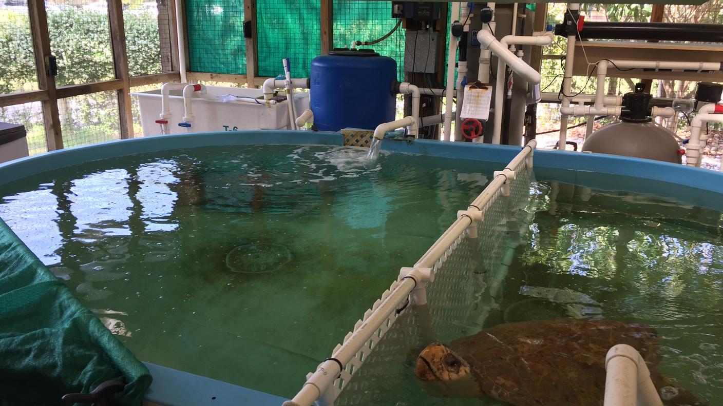 Una vasca di riabilitazione per due animali all'interno della struttura