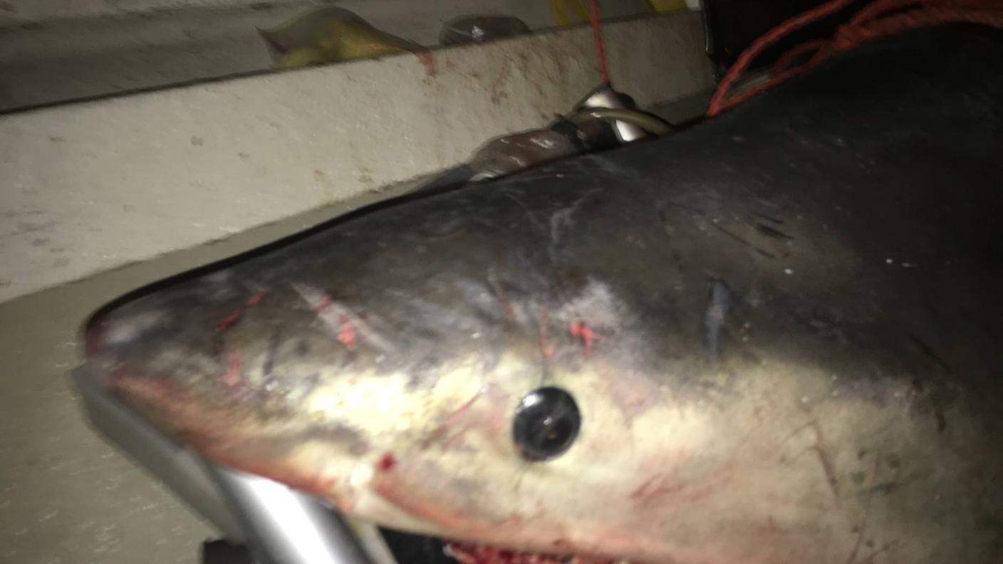 Una disavventura che non ha scoraggiato il pescatore