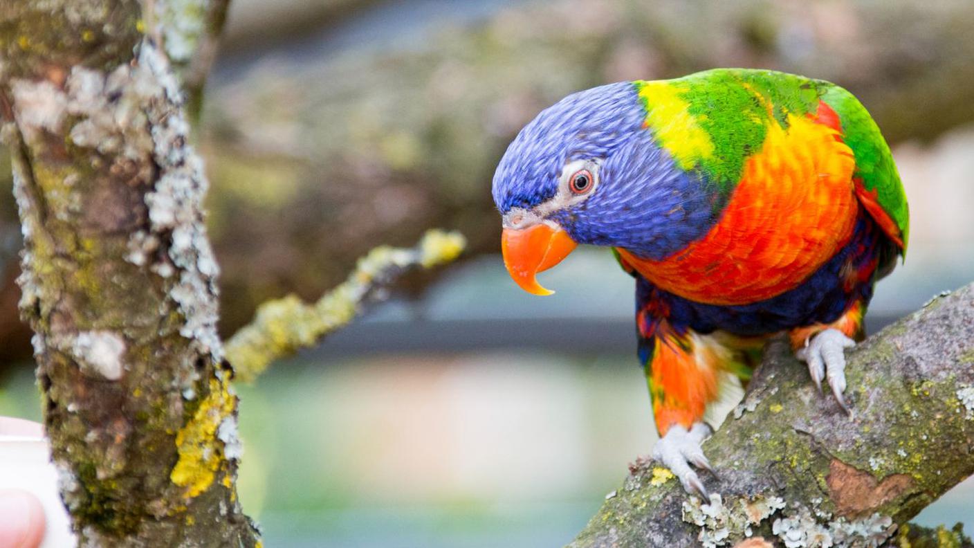 Una parte della struttura è accessibile ai visitatori, che possono anche nutrire i simpatici animaletti