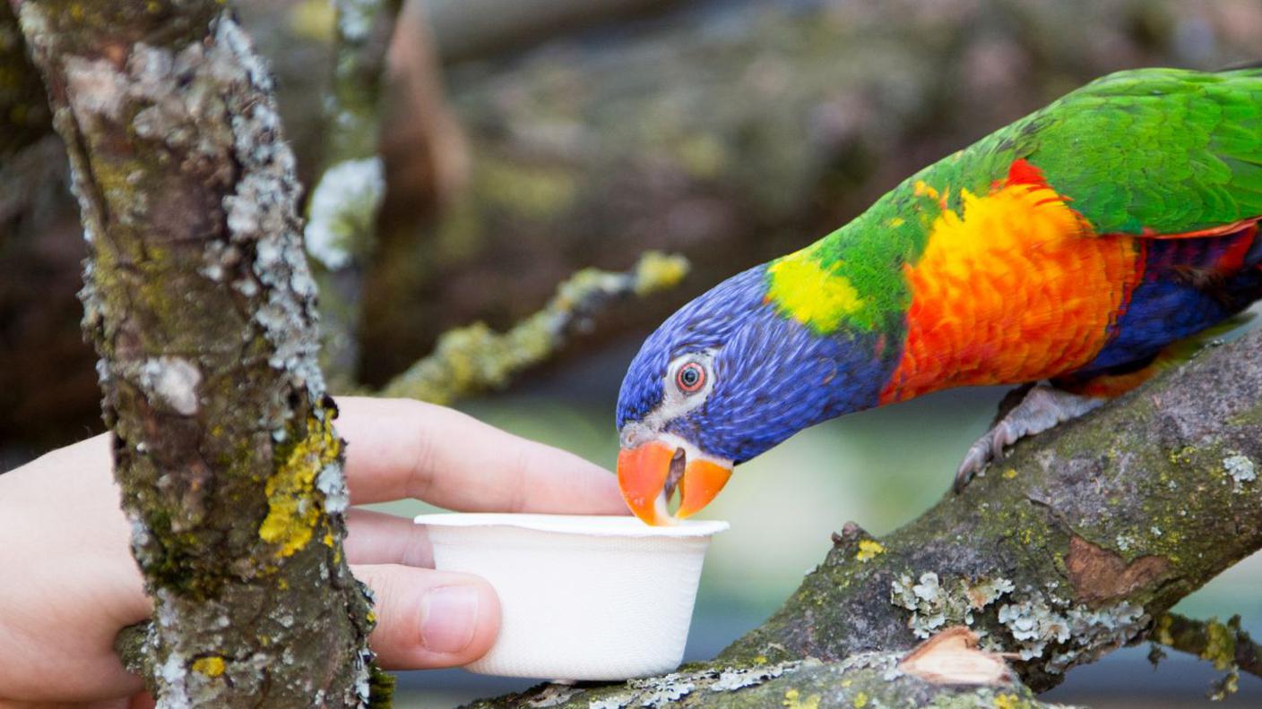 Una parte della struttura è accessibile ai visitatori, che possono anche nutrire i simpatici animaletti