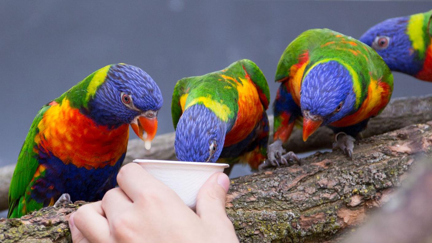 Una parte della struttura è accessibile ai visitatori, che possono anche nutrire i simpatici animaletti