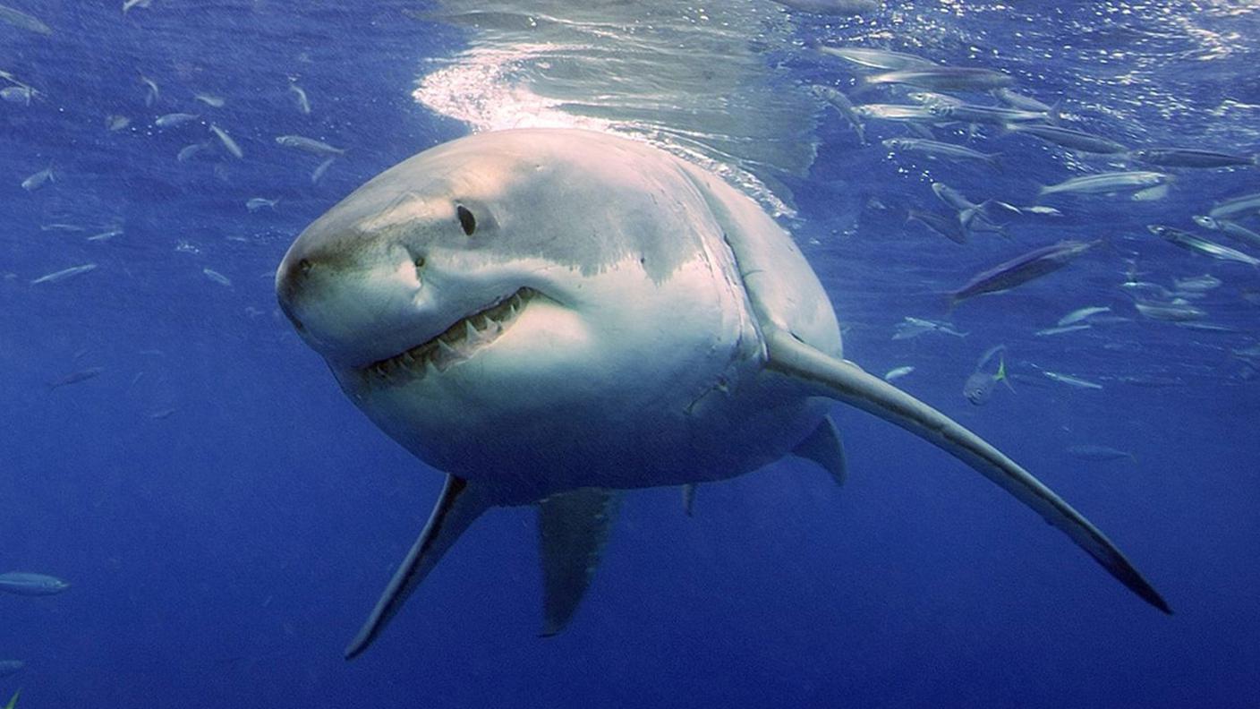In più grande pesce predatore al mondo