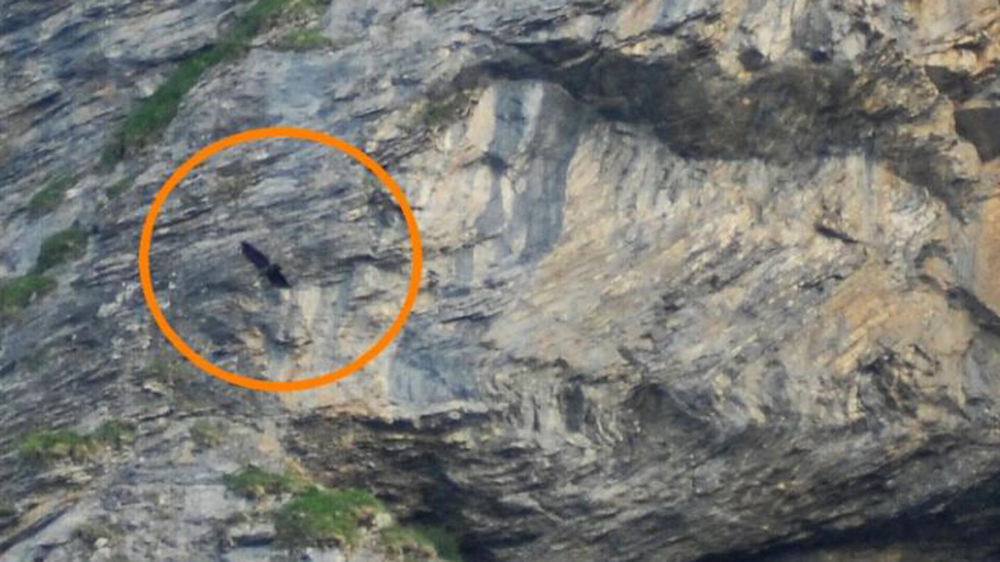 Prove di volo per il gipeto barbuto della riserva federale in canton Obwaldo
