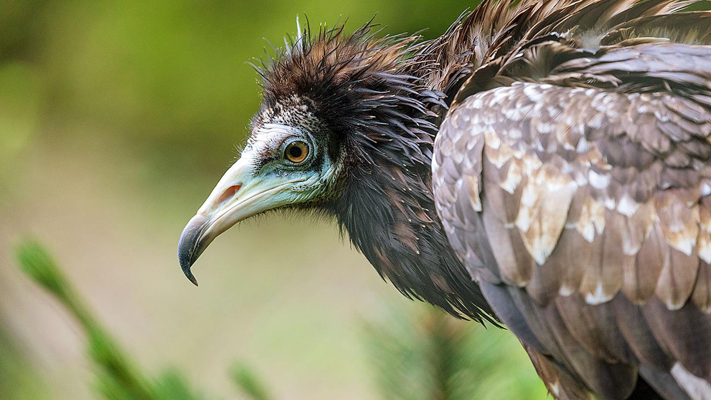 Il giovane capovaccaio allo zoo di Zurigo