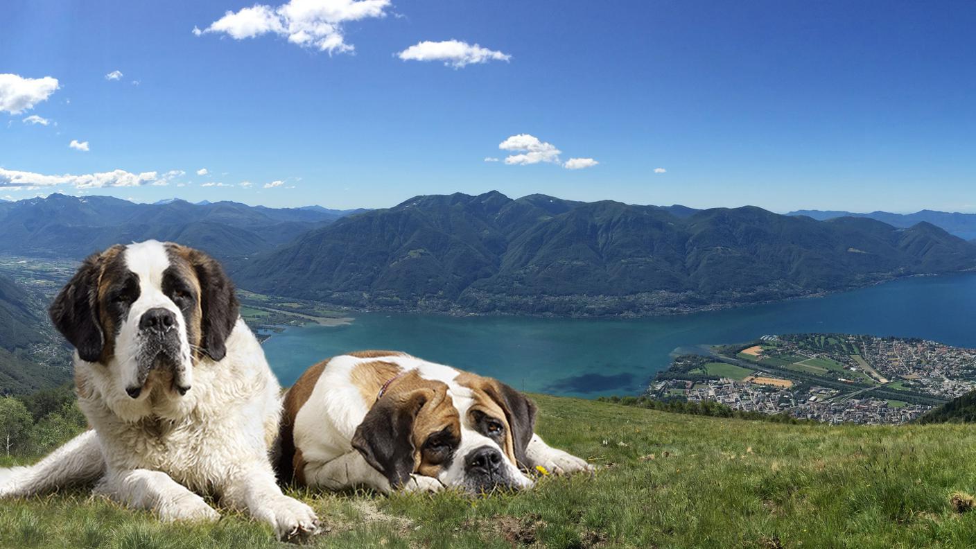 La Fondazione Barry è nata 12 anni fa per garantire un futuro alla razza svizzera più famosa al mondo