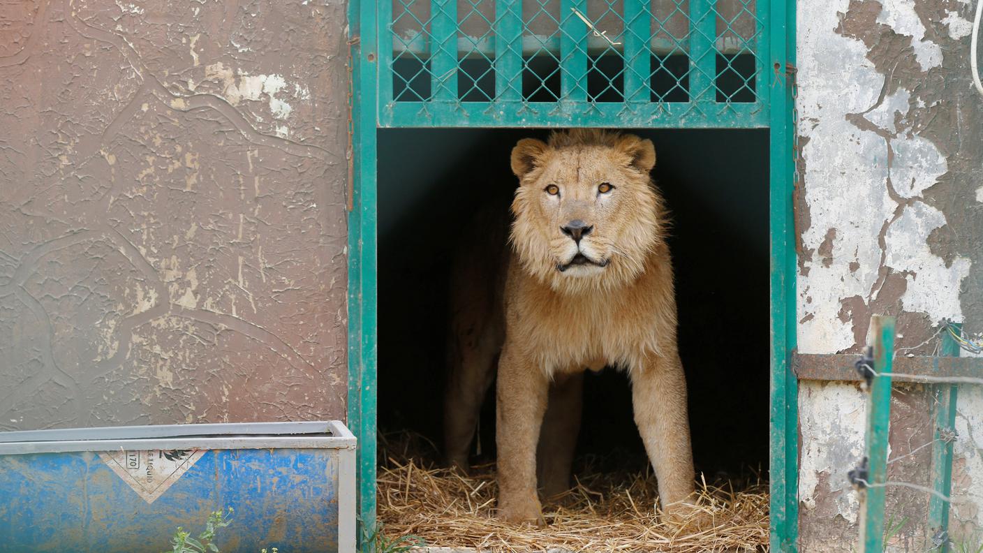 Simba il leone di Mosul