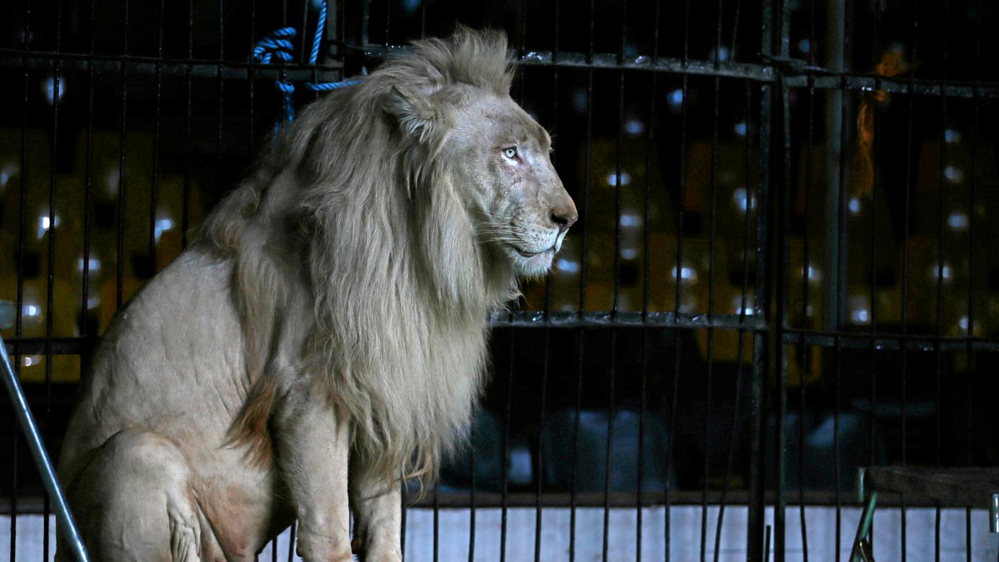 Leone da circo