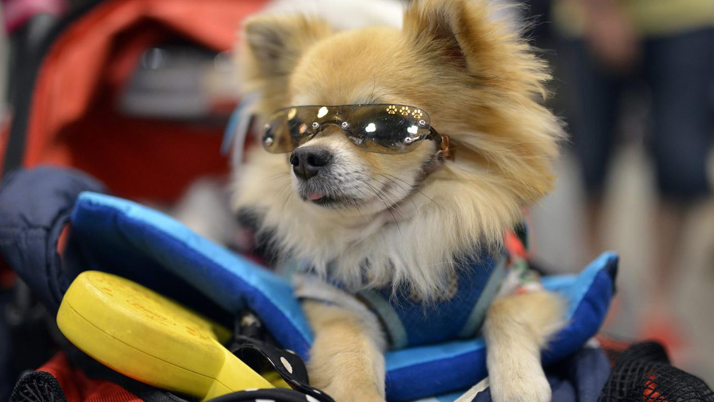 Il chihuahua, la star delle case svizzere