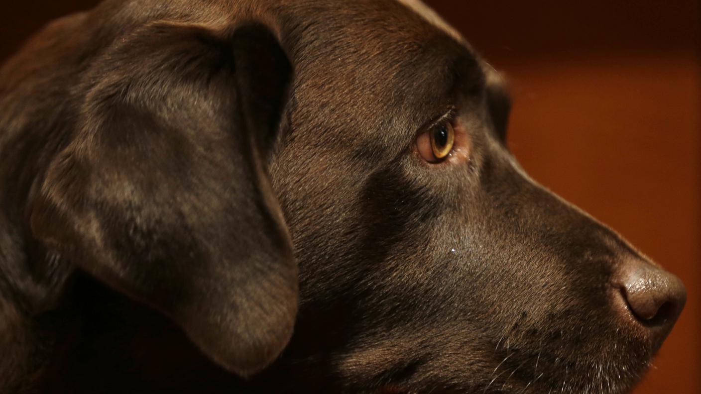 Un bellissimo labrador 