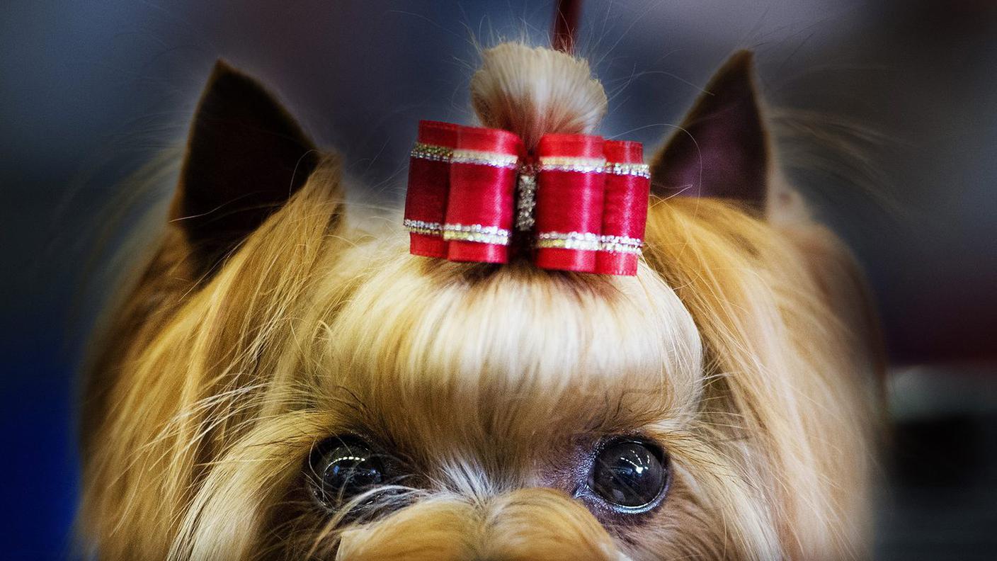 Yorkshire Terrier 